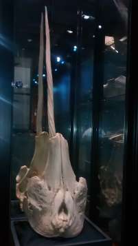 Narwhal skull and tusk